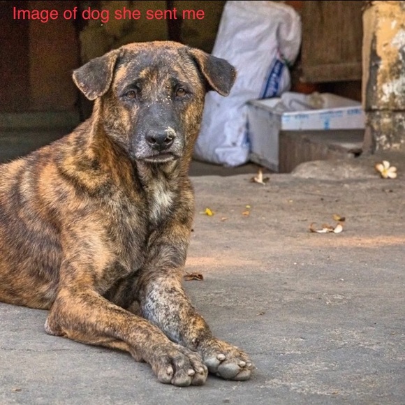 Scam Alert - Picture 4 of 6